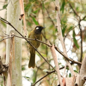 Nesoptilotis leucotis at Tidbinbilla Nature Reserve - 5 Jan 2024 11:29 AM