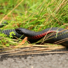 Pseudechis porphyriacus (Red-bellied Black Snake) at Kambah, ACT - 5 Jan 2024 by NathanaelC