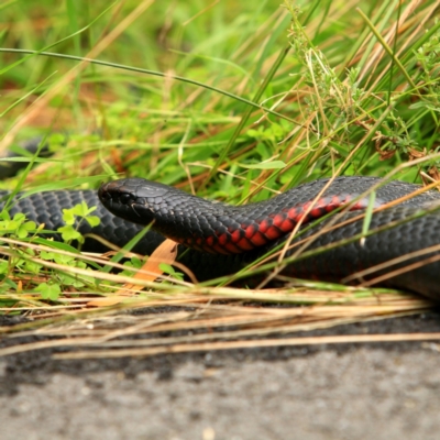 Pseudechis porphyriacus (Red-bellied Black Snake) at Tidbinbilla Nature Reserve - 5 Jan 2024 by NathanaelC