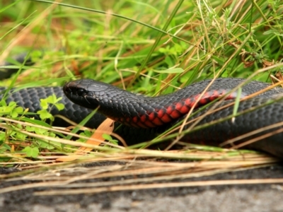Pseudechis porphyriacus (Red-bellied Black Snake) at Tidbinbilla Nature Reserve - 5 Jan 2024 by NathanaelC