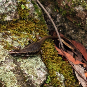 Eulamprus heatwolei at Tidbinbilla Nature Reserve - 5 Jan 2024