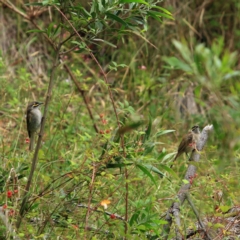 Caligavis chrysops (Yellow-faced Honeyeater) at Kambah, ACT - 5 Jan 2024 by NathanaelC