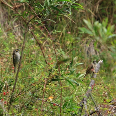 Caligavis chrysops (Yellow-faced Honeyeater) at Kambah, ACT - 5 Jan 2024 by NathanaelC