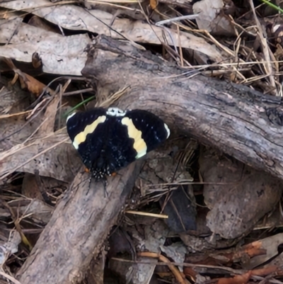 Eutrichopidia latinus (Yellow-banded Day-moth) at Forde, ACT - 5 Jan 2024 by THATJAYKIDRICK