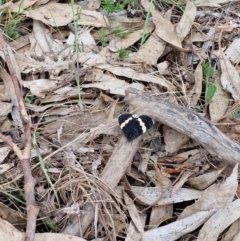 Eutrichopidia latinus at Mulligans Flat - 5 Jan 2024 12:33 PM