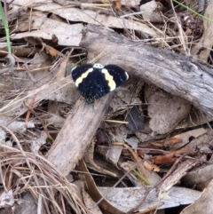 Eutrichopidia latinus at Mulligans Flat - 5 Jan 2024 12:33 PM