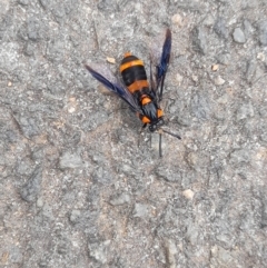 Pterygophorus cinctus (Bottlebrush sawfly) at ANU Daley Precinct - 5 Jan 2024 by VanceLawrence