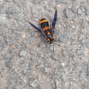 Pterygophorus cinctus at Australian National University - 5 Jan 2024 04:16 PM