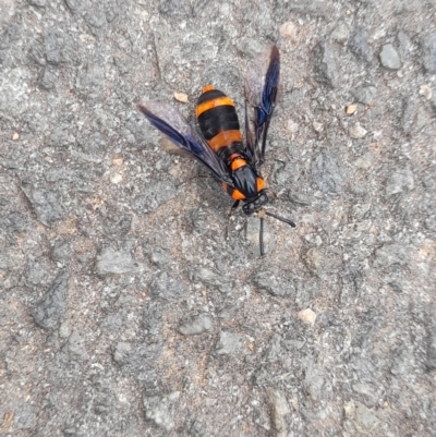 Pterygophorus cinctus (Bottlebrush sawfly) at ANU Daley Precinct - 5 Jan 2024 by VanceLawrence