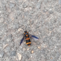 Pterygophorus cinctus at Australian National University - 5 Jan 2024 04:16 PM