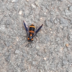 Pterygophorus cinctus at Australian National University - 5 Jan 2024