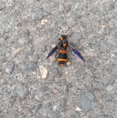 Pterygophorus cinctus at Australian National University - 5 Jan 2024 04:16 PM