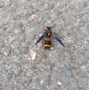 Pterygophorus cinctus at Australian National University - 5 Jan 2024 04:16 PM