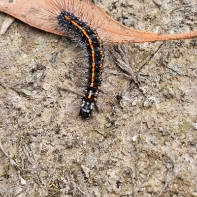 Nyctemera amicus (Senecio Moth, Magpie Moth, Cineraria Moth) at Taylor, ACT - 5 Jan 2024 by Jiggy