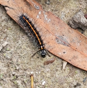 Nyctemera amicus at Taylor, ACT - 5 Jan 2024 01:16 PM