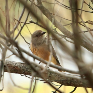 Pachycephala rufiventris at Tidbinbilla Nature Reserve - 5 Jan 2024