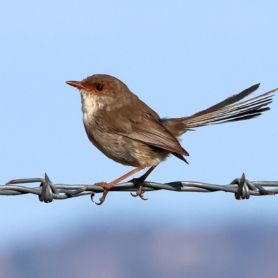 Malurus cyaneus (Superb Fairywren) at Tallangatta, VIC - 5 Jan 2024 by KylieWaldon