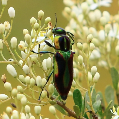 Selagis caloptera (Caloptera jewel beetle) at Kambah, ACT - 5 Jan 2024 by NathanaelC