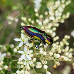 Selagis caloptera at Tidbinbilla Nature Reserve - 5 Jan 2024