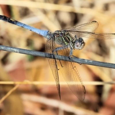 Unidentified Dragonfly (Anisoptera) at Tallangatta, VIC - 4 Jan 2024 by KylieWaldon