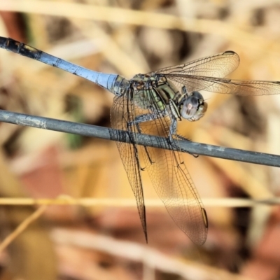 Orthetrum caledonicum (Blue Skimmer) at Tallangatta, VIC - 5 Jan 2024 by KylieWaldon