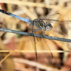 Unidentified Dragonfly (Anisoptera) at Tallangatta, VIC - 4 Jan 2024 by KylieWaldon