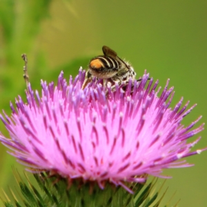 Megachile (Hackeriapis) oblonga at Tidbinbilla Nature Reserve - 5 Jan 2024