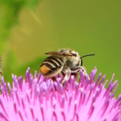 Megachile (Hackeriapis) oblonga at Tidbinbilla Nature Reserve - 5 Jan 2024