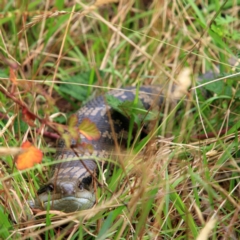 Tiliqua scincoides scincoides (Eastern Blue-tongue) at Tidbinbilla Nature Reserve - 5 Jan 2024 by NathanaelC