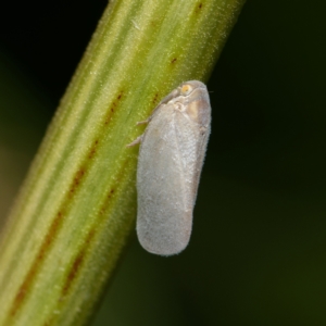 Anzora unicolor at Downer, ACT - 5 Jan 2024