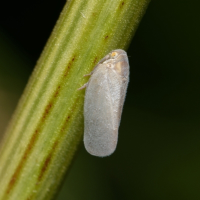Anzora unicolor (Grey Planthopper) at Downer, ACT - 5 Jan 2024 by RobertD