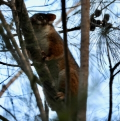 Pseudocheirus peregrinus (Common Ringtail Possum) at Broulee Moruya Nature Observation Area - 8 Dec 2023 by LisaH