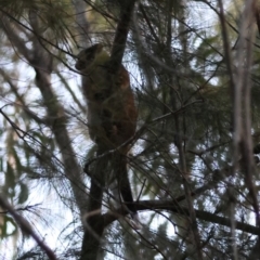 Pseudocheirus peregrinus at Moruya, NSW - suppressed