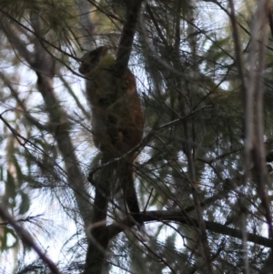 Pseudocheirus peregrinus at Moruya, NSW - suppressed