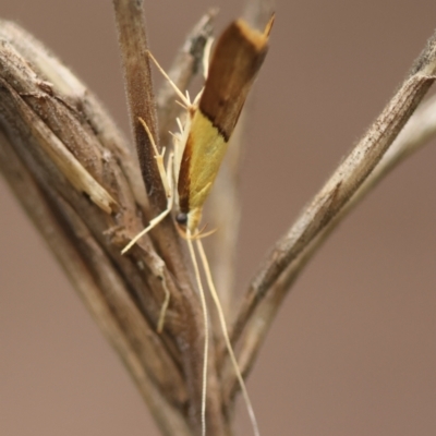 Crocanthes (genus) (A Longhorned Moth (Lecithoceridae)) at Broulee Moruya Nature Observation Area - 4 Jan 2024 by LisaH