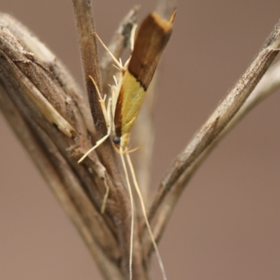 Crocanthes (genus) (A Longhorned Moth (Lecithoceridae)) at Moruya, NSW - 4 Jan 2024 by LisaH