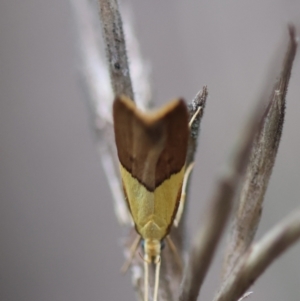 Crocanthes (genus) at Moruya, NSW - 5 Jan 2024