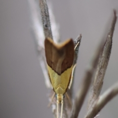 Crocanthes (genus) at Moruya, NSW - 5 Jan 2024