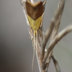 Crocanthes (genus) at Moruya, NSW - 5 Jan 2024