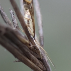 Crocanthes (genus) at Moruya, NSW - 5 Jan 2024