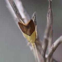 Crocanthes (genus) at Moruya, NSW - 5 Jan 2024