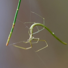 Unidentified Spider (Araneae) at Broulee Moruya Nature Observation Area - 5 Jan 2024 by LisaH