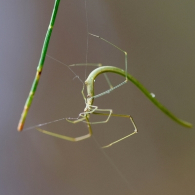 Unidentified Spider (Araneae) at Broulee Moruya Nature Observation Area - 5 Jan 2024 by LisaH