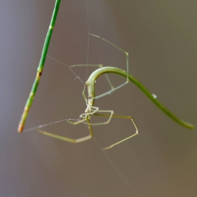 Unidentified Spider by LisaH