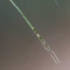 Ariamnes sp. (genus) at Moruya, NSW - suppressed