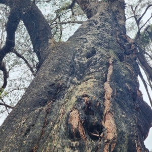 Eucalyptus piperita subsp. urceolaris at Morton National Park - 5 Jan 2024