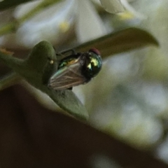 Unidentified True fly (Diptera) at QPRC LGA - 3 Jan 2024 by Paul4K