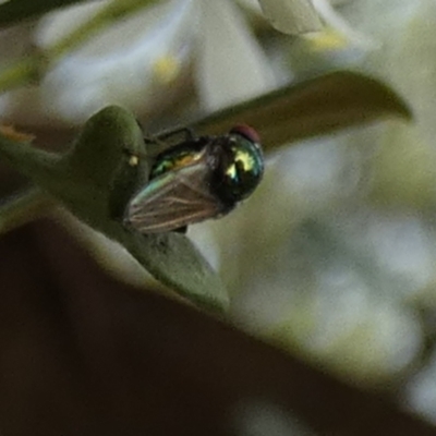 Unidentified True fly (Diptera) at QPRC LGA - 3 Jan 2024 by Paul4K