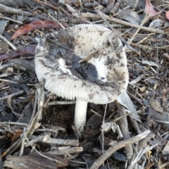 Russula sp. (Russula) at Queanbeyan West, NSW - 4 Jan 2024 by Paul4K