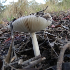 Russula sp. (genus) at Bicentennial Park - 5 Jan 2024